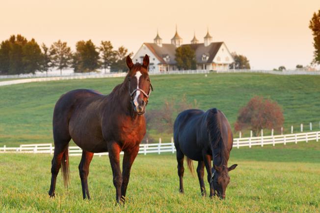 Milton Horses Georgia